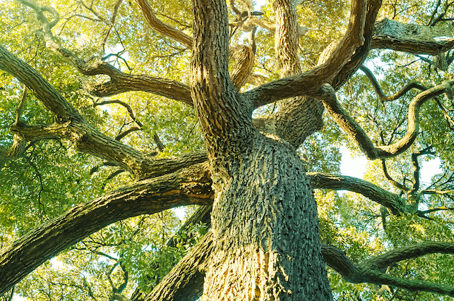 The Power of Collective Healing to Support Healthy People on a Thriving Planet